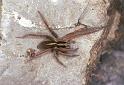 Dolomedes_minor_F2402_Z_85_HW 43 _Nieuw-Zeeland